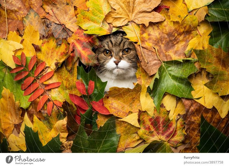 tabby white cat with colorful autumn leaves portrait british shorthair cat one animal cute adorable beautiful fur feline hole looking foliage nature copy space