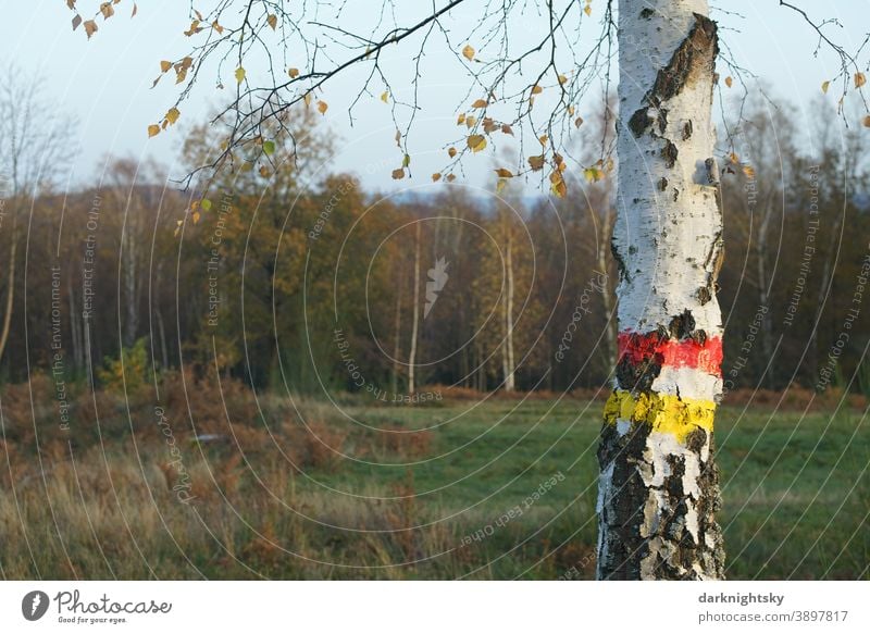 Birch with a coloured marking consisting of a red and a yellow stripe in Südwestfalen Hiking Birch tree country rural Willow tree Landscape betula pendula