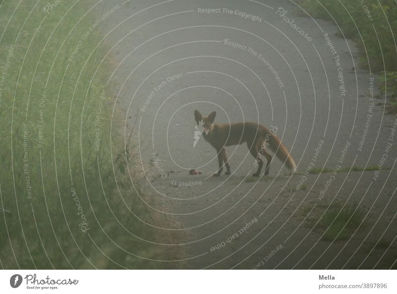 Reineke is up early | fox in front of prey in morning mist Fox Wild animal in the morning Animal 1 Nature Looking morning mood foggy Environment