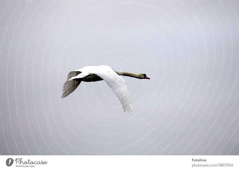 A swan flies elegantly through the air Swan Animal Bird White Feather pretty Beak Neck Elegant Nature Esthetic Exterior shot Grand piano Colour photo Head Day