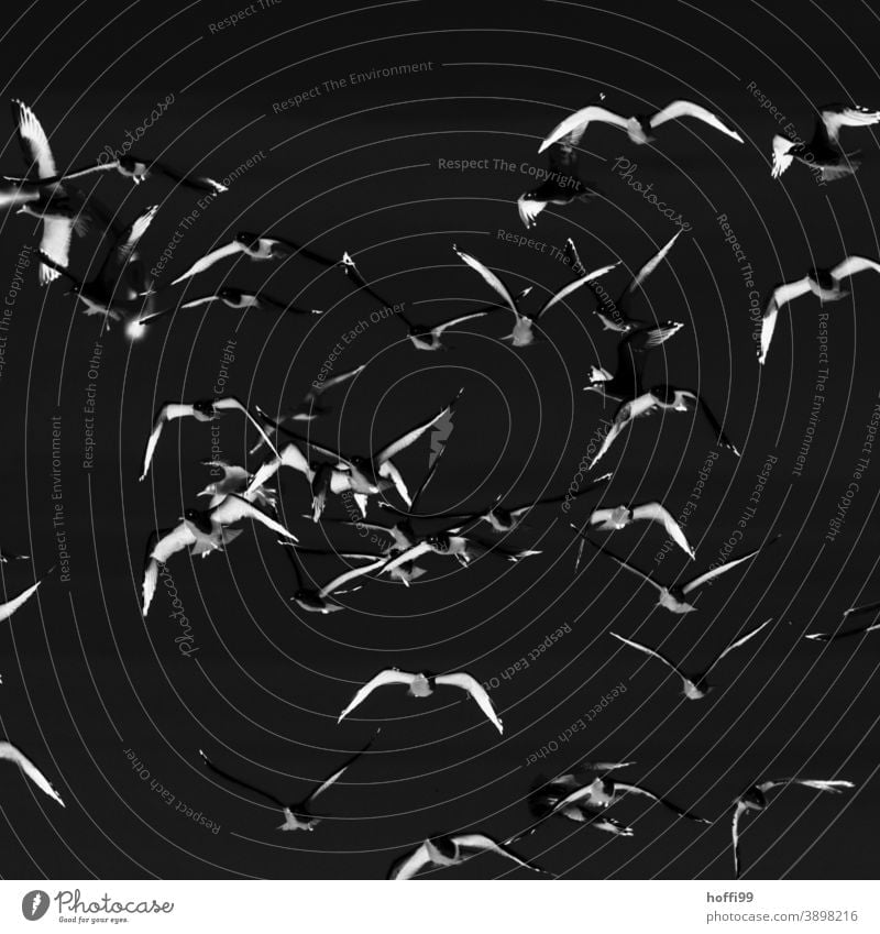 Night birds Flock Bird Flying surreal Abstract Wild animal Group of animals Sky Flock of birds Gray fly away Flight of the birds motion blur Escape Silhouette