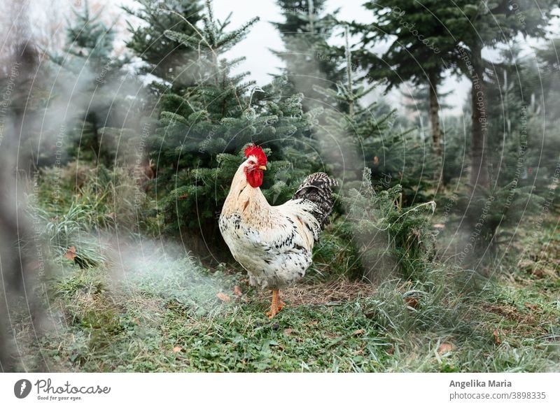 Cock in free range in a fir tree plant in winter Rooster Free-range rearing outdoor enclosure free-range chicken Keeping of animals Agriculture fir trees