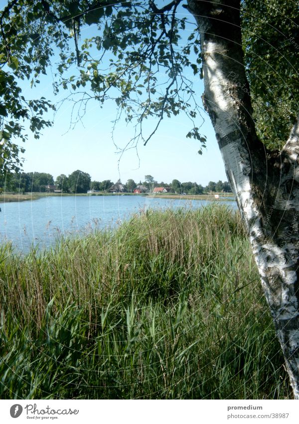 Prerov Boddenlandscape NP Common Reed Vacation & Travel Europe Baltic Sea Nature Blue sky Sun