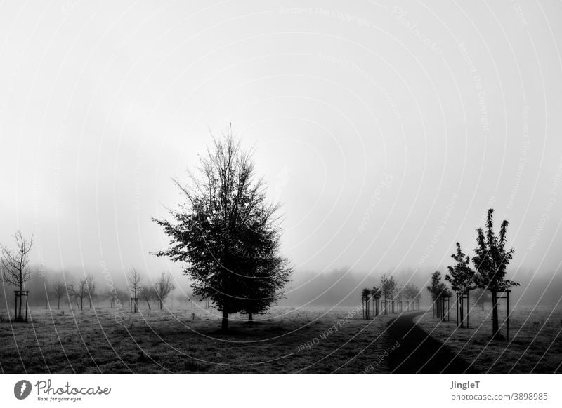 Young chestnut trees in the fog Central perspective Deserted Day Exterior shot Black & white photo White Free Looking Tree Nature Environment Plant Landscape