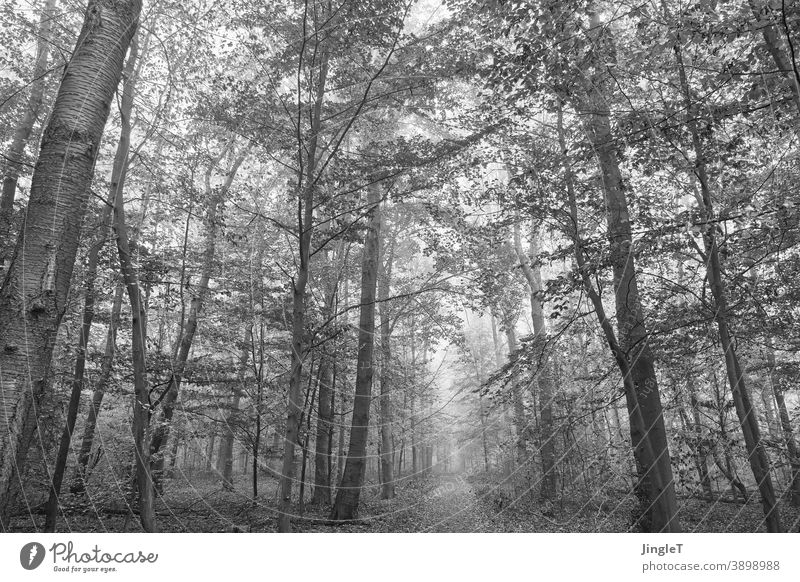 forest mist Forest Fog Misty atmosphere black-and-white Black and white photography trees branches Sky leaves Autumn Autumnal Gray Lanes & trails