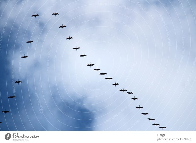 Formation flight of cranes in the blue sky with clouds Cranes birds Migratory birds Formation flying Sky Clouds bird migration Autumn Bird Flying Nature