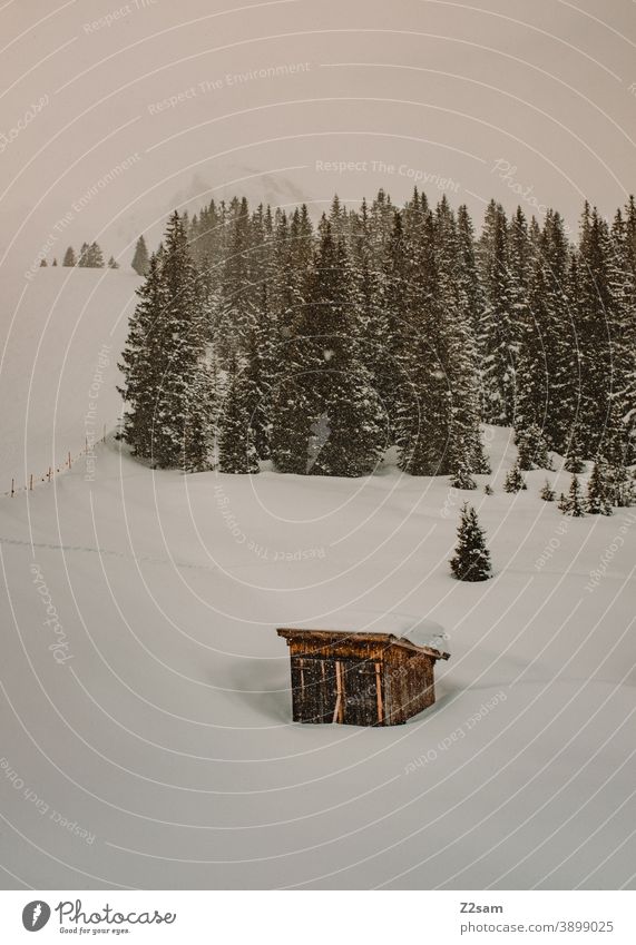 Winterlandschaft im Südtiroler Ratschings winter winterlandschaft ratschings bäume wald schnee skipiste berge alpen wintersport südtirol urlaub italien ferien