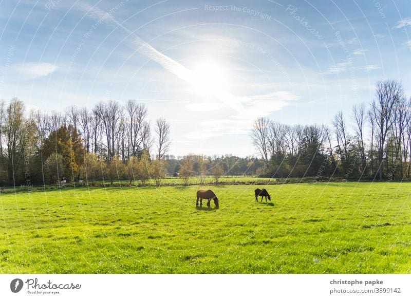 Horses on pasture in back light Willow tree paddock Meadow Back-light To feed Animal Grass Nature Landscape Deserted Green Field Sunlight Environment Brown