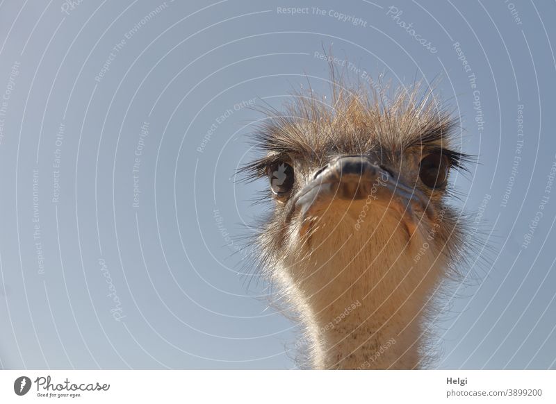 everything in view - ostrich, close up of the head in front of a blue sky Bird Ostrich Animal Close-up Head Detail Beak eyes hair Eyelash Looking Sky