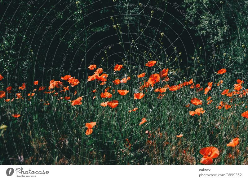 a field red poppies Papaver rhoeas papaver common poppy corn rose flanders orange green flower flowers without people outdoor close medium copy space central
