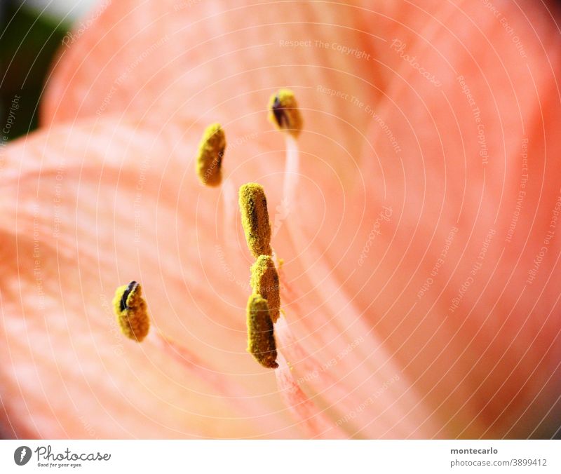 Macro image of a pistil Blossom Plant Nature Wild plant Foliage plant Leaf Small Soft naturally Colour photo Macro (Extreme close-up) Detail Close-up Pistil
