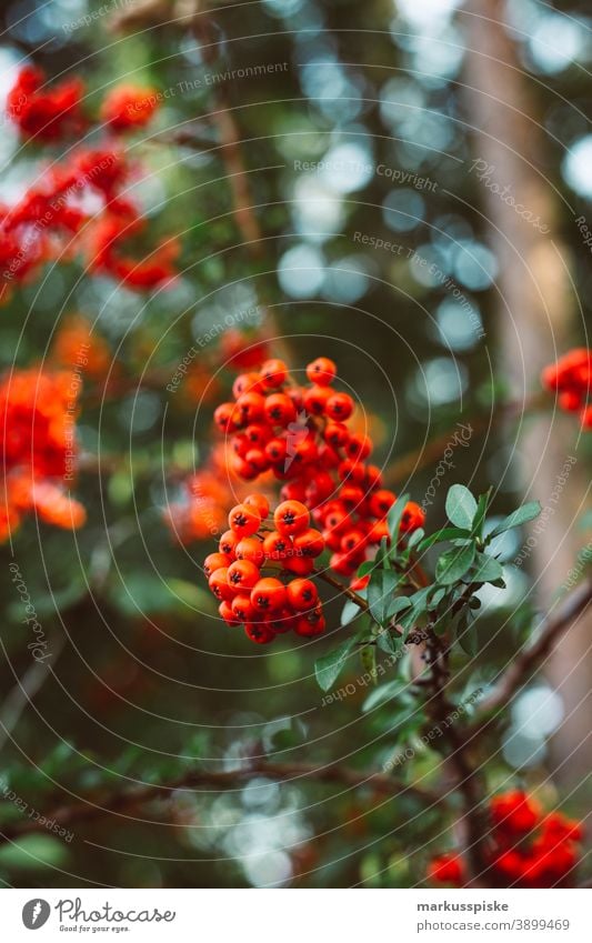Rowanberry beautiful beauty blaze of color bloom blossom bokeh bright brown bunch closeup colorful colors colour countryside fantasy flora floral florescence