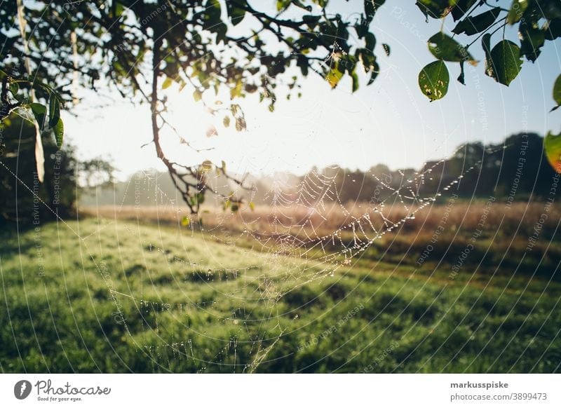 Autumn deciduous forest in the morning with spider web Bavaria Habitat Subsidiaries Clouds Conifer Ecological Ecosystem Environment Fir tree Forest Grass Green