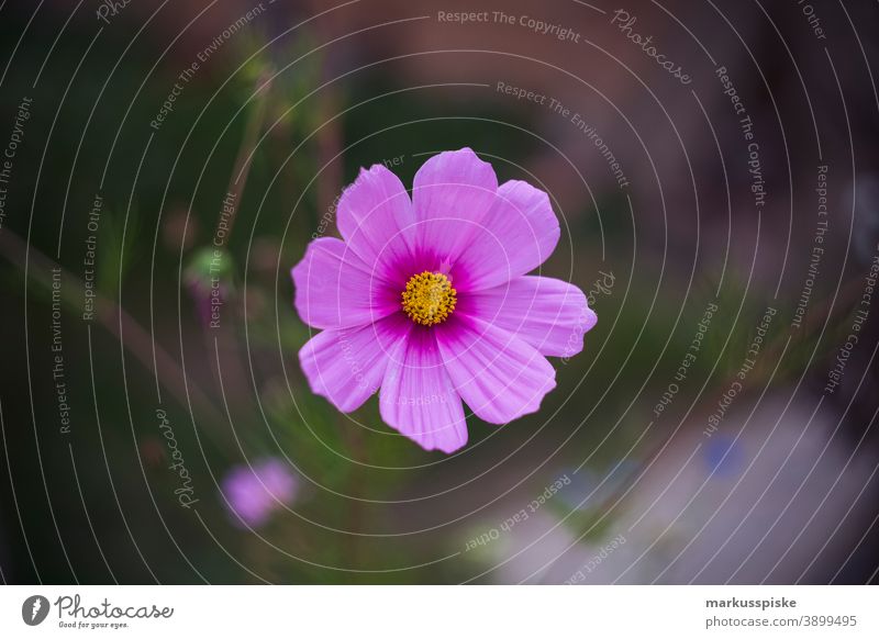 Home Garden Pink Flower beautiful beauty blaze of color bloom blossom bokeh bright brown bunch closeup colorful colors colour countryside fantasy flora floral
