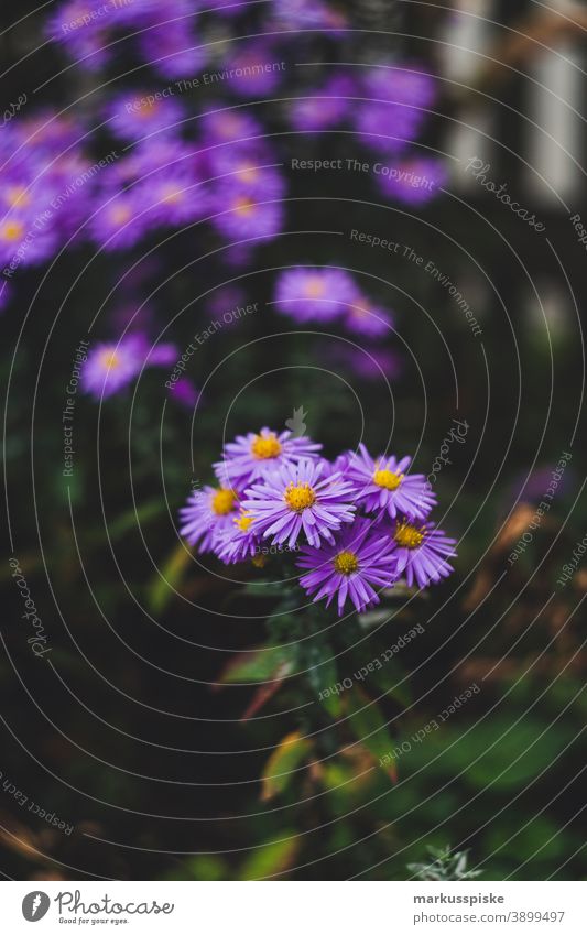 Home Garden Purple Flower beautiful beauty blaze of color bloom blossom bokeh bright brown bunch closeup colorful colors colour countryside fantasy flora floral