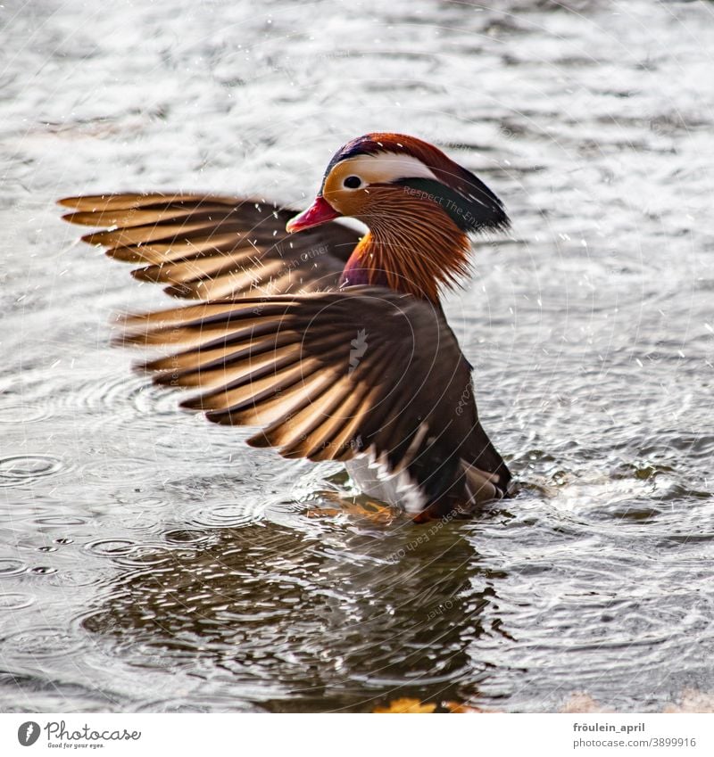 Conductor | Tangerine drake Bird Duck Drake Mandarin duck Grand piano Poultry feathers Animal Colour photo Nature Exterior shot Feather Beak Deserted
