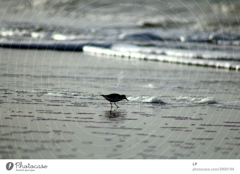 bird on the seashore travel view wetlands Subdued colour Day Central perspective Stand smooth water surface habitat Migratory bird Resting place bank shore zone