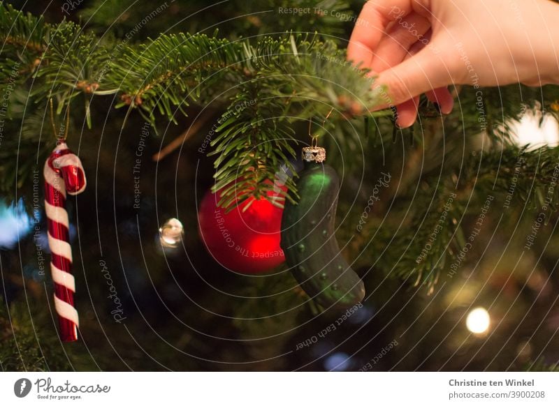 A woman's hand hangs a green cucumber made of glass as tree decoration in the already decorated Christmas tree Christmas tree decorations Cucumber
