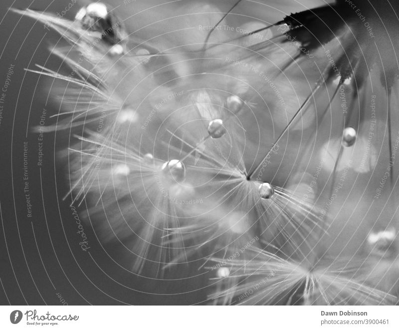 Detailed Close up of a Dandelion Seed Head with Dew Drops in Monochrome Weed Black and White Fluffy Spiky macro flowers Plant Nature Summer