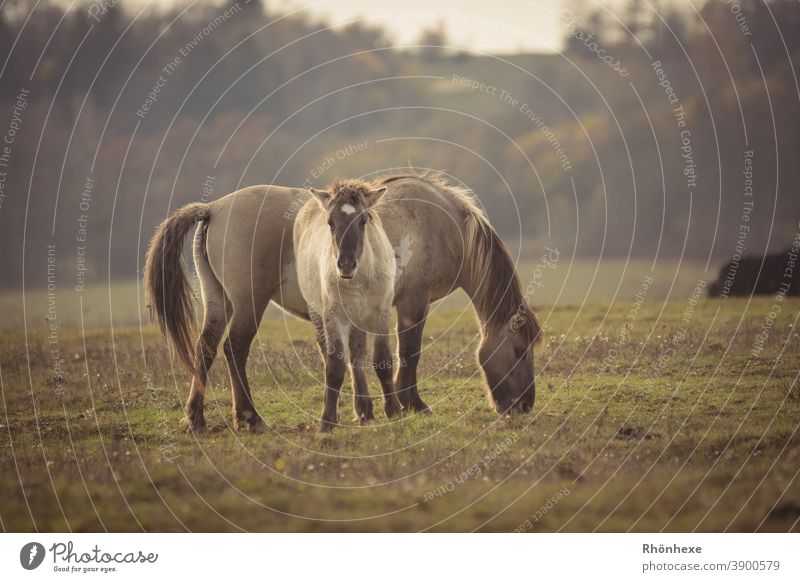A Konik pony foal (wild horse) with his mother Wild horses Konik Horse Exterior shot Colour photo Deserted Looking Wild animal Animal portrait naturally Stand
