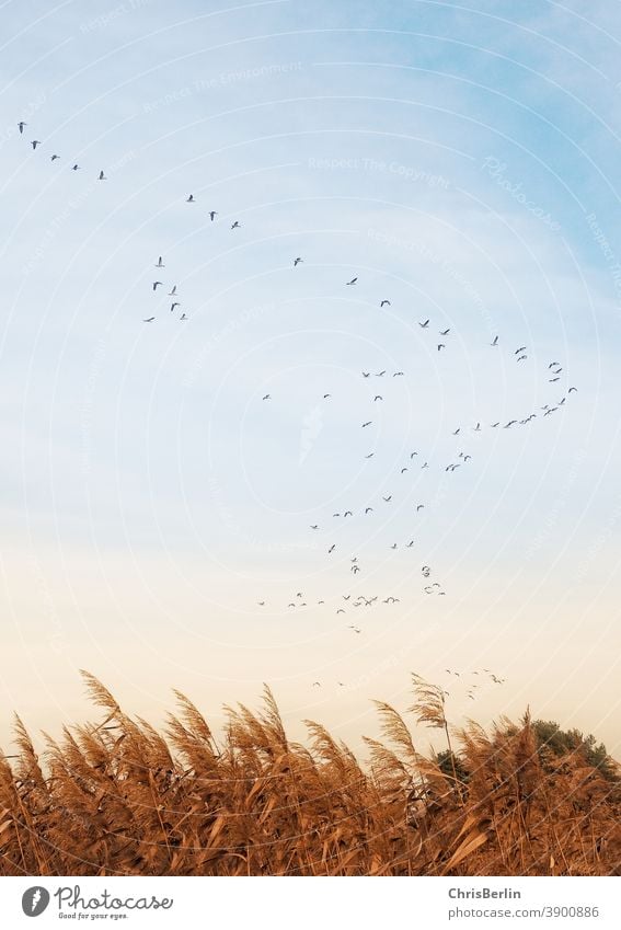 Flock of geese in the sky birds Nature Animal Exterior shot Flying Wild animal Colour photo Sky Freedom naturally Environment Deserted Migratory bird Autumn