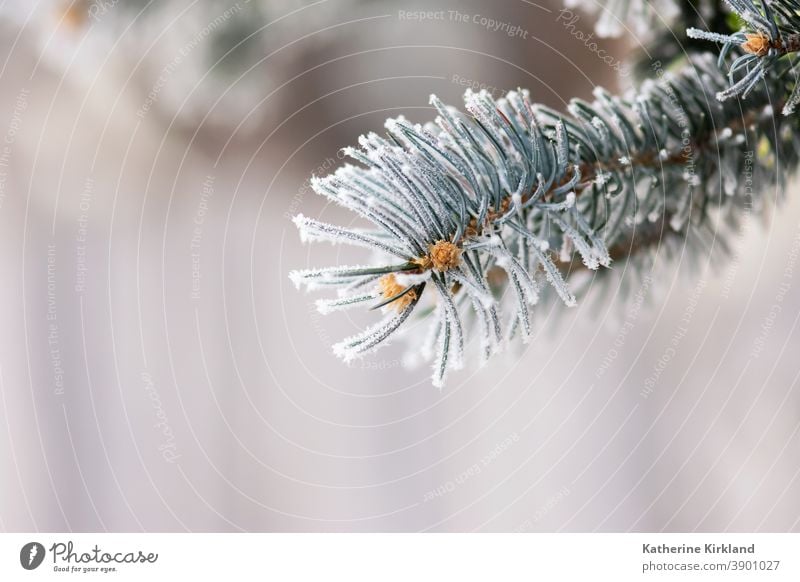 Frost On Blue Spruce Needles snow ice cold winter pine spruce fir evergreen white blue season seasonal Christmas holiday needle tree forest woods woodland