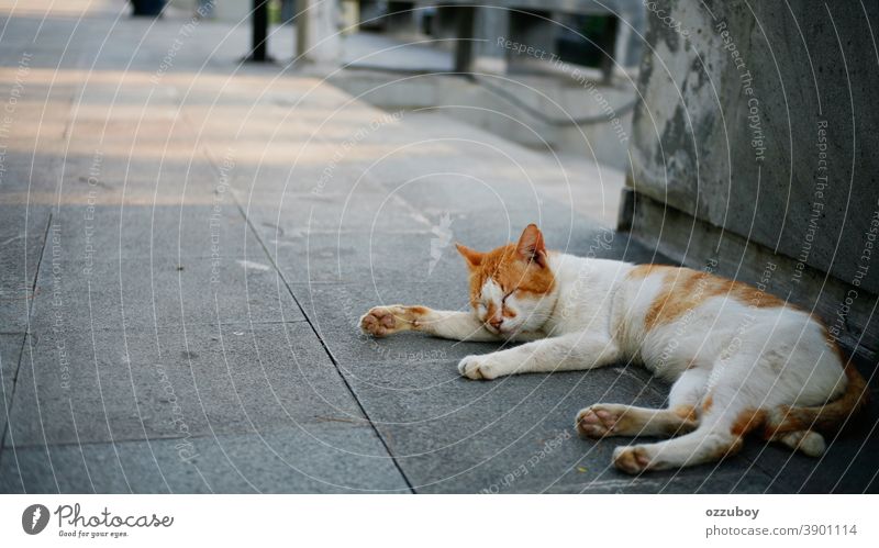 cat sleeping in the park Cat Domestic cat Pet Animal Mammal Animal portrait Colour photo Sleep Relaxation Lie 1 Calm Contentment Closed eyes Safety (feeling of)
