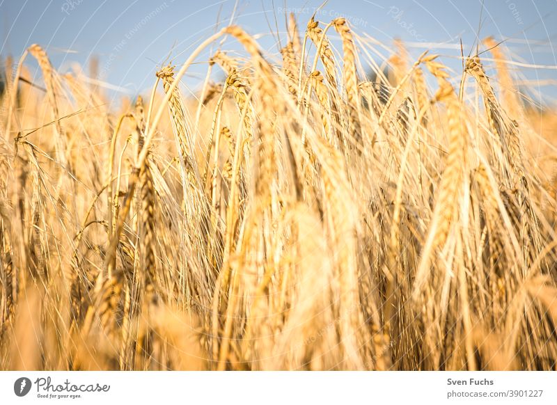 Grain field in the light of the setting sun Rye resource Agriculture Straw Sustainability food food products Wheat Field Harvest Sky Summer Farm Nature Plant