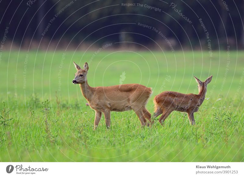 Doe and fawn watch the surroundings carefully Roe deer Female deer Forest Meadow Grass Pelt Summer Hunting Colour photo Deserted secure sb./sth. Evening