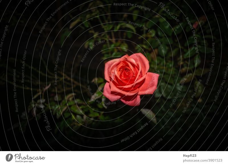 Red Rose pink Flower Plant Blossom Pink Colour photo Exterior shot pretty Deserted Fragrance Close-up Blossoming Nature Shallow depth of field Romance Garden
