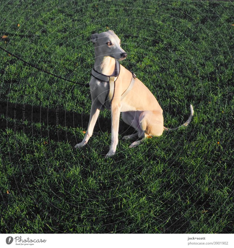 Principle greyhound square Elegant Greyhound Pet Animal Body tension Animal portrait Whippet Dog Purebred dog Companion Watchfulness Meadow dog harness Leashed