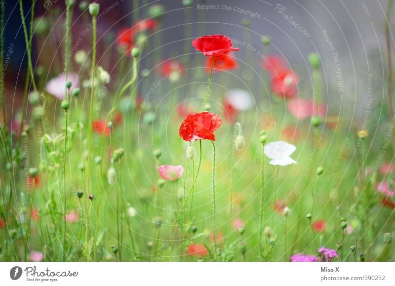 poppies Spring Summer Flower Grass Blossom Meadow Field Blossoming Fragrance Moody Poppy blossom Poppy field Growth Poppy capsule Faded Colour photo
