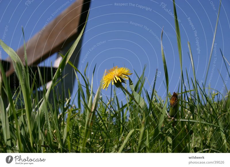 Spring is here Dandelion Blossom Yellow Meadow Germany Bench Sky Blue spring mood