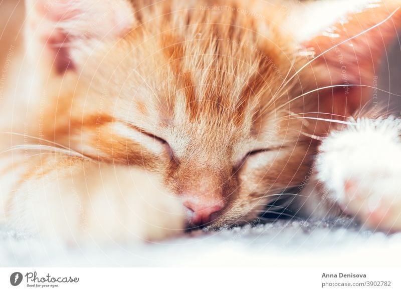Cute ginger kitten sleeps cute cat relax sun pet baby home cozy comfort resting fluffy sleeping kitty adorable child collar little animal warm comfortable paw