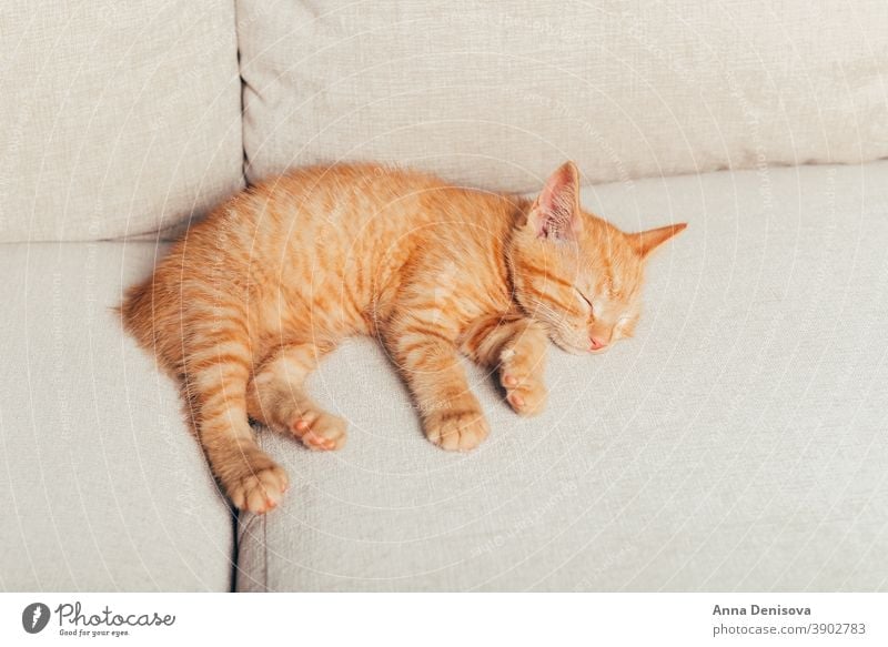 Cute ginger kitten sleeps cute cat relax blanket pet baby home cozy comfort resting fluffy sleeping kitty adorable child collar little animal warm comfortable