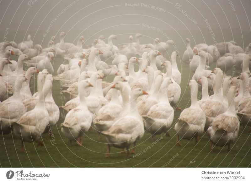 Many white geese in the fog on a meadow / 2 Goose Meadow Goose meadow Fog Poultry Poultry farm poultry yard Animal Bird Farm animal White Animal portrait