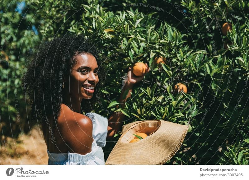 Happy woman picking orange fruit in garden summer reach out happy fresh sunny nature enjoy cheerful young female african american black ethnic smile spain