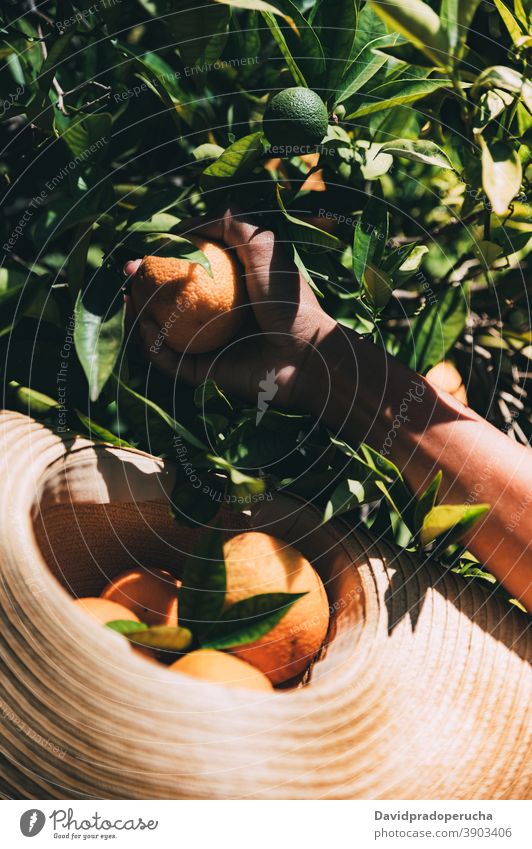 unrecognizable woman picking orange fruit in garden summer reach out happy fresh sunny nature enjoy cheerful young female african american black ethnic spain