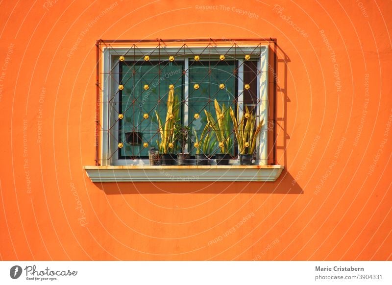 Minimalist photo of a window on an orange colored wall minimalist architecture window on orange wall plant on a window summer color minimalist background urban