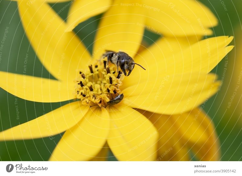 Solitaire bee on a yellow blossom girl's eye Bee Blossom Flower Insect Coreopsis Yellow Plant Animal Nature xenias Diligent Summer