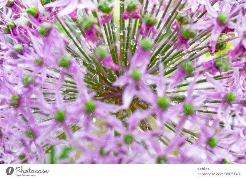 Pink ornamental garlic with drops of water blossoms star-shaped Flower Spring Plant xenias blurriness Green rays Drop allium