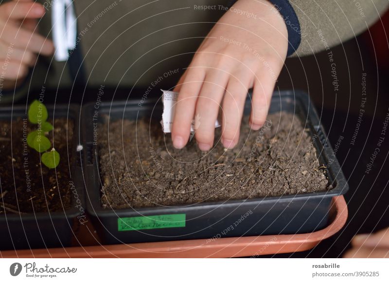 Vegetable sowing - child sows seeds for vegetables in potting soil Sow Sowing Hand Child Garden Bed (Horticulture) Potting soil Earth Pumpkin Sámen Seed bag