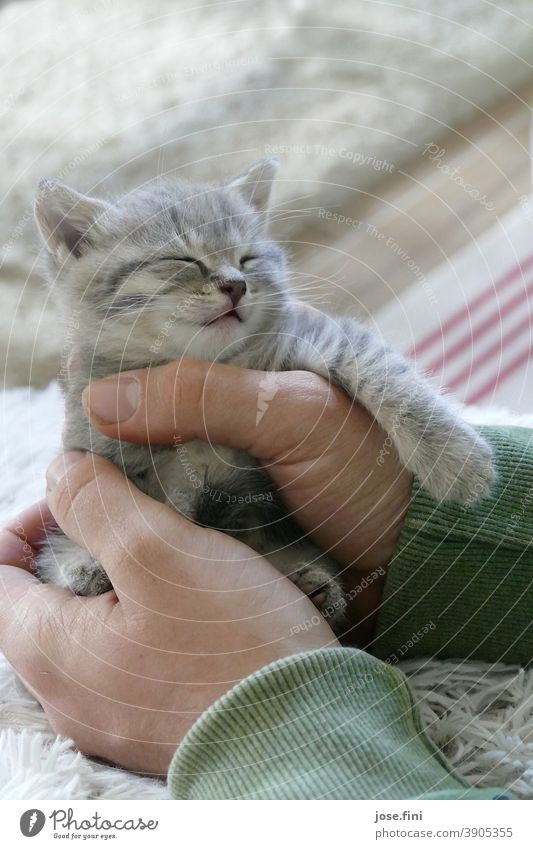 Small grey tiger cat lies protected in big hands and sleeps contentedly, with paw laid over hand. Love of animals Interior shot Baby animal Colour photo