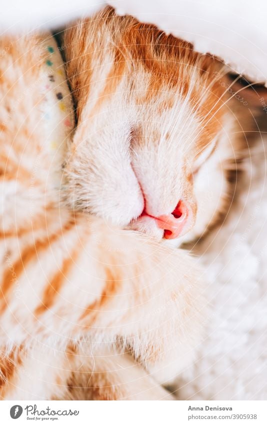 Cute ginger kitten sleeps cute cat relax blanket pet home cozy comfort resting fluffy sleeping kitty adorabl collar little animal warm comfortable paw lovable