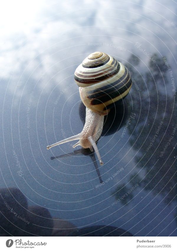 snail Transport Snail Car Sky