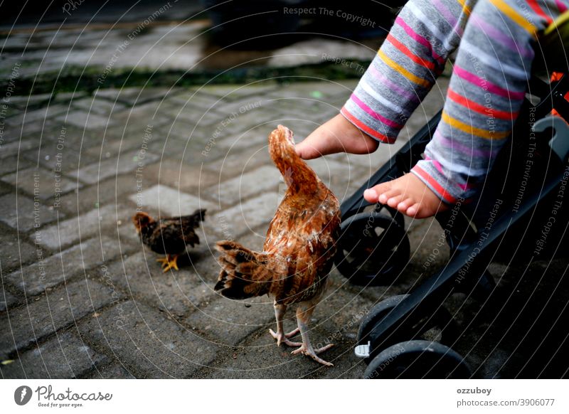 toddler leg playing with chicken Toddler Legs Playing Chicken Colour photo Animal Poultry kid Farm animal Pet Feather Copy Space Beak stroller Wheel