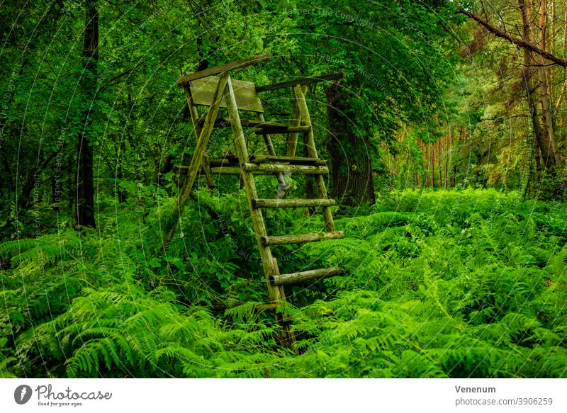 Forest in summer , with a high seat for hunters forests Tree trees Woodground Ground facilities Weed Ground cover Trunk tree trunks Nature Landscape Germany