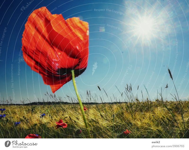 red bull Poppy blossom Poppy leaf Colour photo Close-up Detail Deserted Copy Space top Day Sunlight Back-light Idyll Intensive Landscape Plant Spring Wild plant