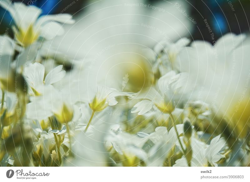 Flowery moment Meadow Ground cover plant Many Near Small blossom blossoms motion blur blurriness fragrant Spring Exterior shot Nature Blossom Plant Colour photo
