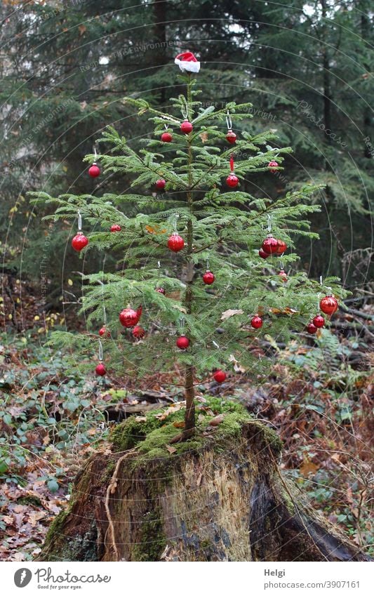 Christmas in the forest - a small Christmas tree decorated with red baubles growing on a tree trunk in the forest Advent fir tree Tree Fir tree Adorned